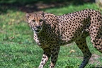 0063-all-weather zoo munster-gepard