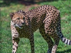 0065-all-weather zoo munster-gepard