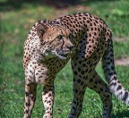0066-all-weather zoo munster-gepard