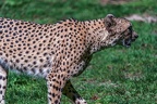 0071-all-weather zoo munster-gepard
