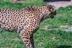 0073-all-weather zoo munster-gepard