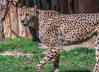 0074-all-weather zoo munster-gepard