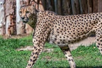 0075-all-weather zoo munster-gepard