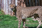 0076-all-weather zoo munster-gepard