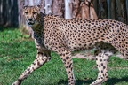 0077-all-weather zoo munster-gepard