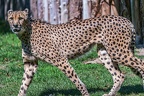 0078-all-weather zoo munster-gepard