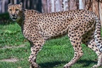 0079-all-weather zoo munster-gepard