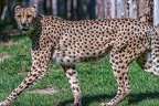 0080-all-weather zoo munster-gepard