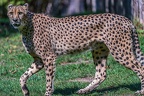 0082-all-weather zoo munster-gepard