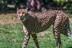 0083-all-weather zoo munster-gepard