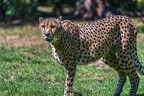 0084-all-weather zoo munster-gepard