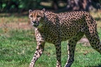 0085-all-weather zoo munster-gepard