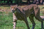 0086-all-weather zoo munster-gepard