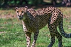 0087-all-weather zoo munster-gepard