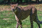 0088-all-weather zoo munster-gepard