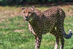 0089-all-weather zoo munster-gepard