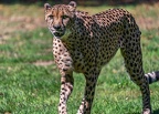 0090-all-weather zoo munster-gepard