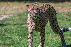 0092-all-weather zoo munster-gepard