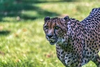 0101-all-weather zoo munster-gepard