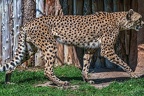 0104-all-weather zoo munster-gepard