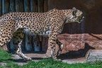 0105-all-weather zoo munster-gepard