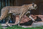 0106-all-weather zoo munster-gepard