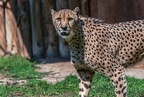 0107-all-weather zoo munster-gepard