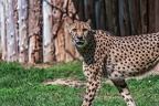 0109-all-weather zoo munster-gepard