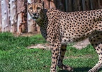 0110-all-weather zoo munster-gepard