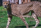 0112-all-weather zoo munster-gepard
