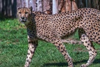 0113-all-weather zoo munster-gepard
