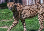 0115-all-weather zoo munster-gepard
