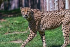 0116-all-weather zoo munster-gepard