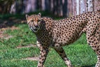 0117-all-weather zoo munster-gepard