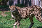 0118-all-weather zoo munster-gepard