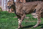 0121-all-weather zoo munster-gepard