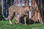 0136-all-weather zoo munster-gepard