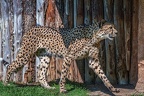 0140-all-weather zoo munster-gepard
