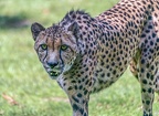 0146-all-weather zoo munster-gepard