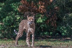 0156-all-weather zoo munster-gepard