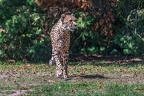 0158-all-weather zoo munster-gepard