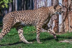 0164-all-weather zoo munster-gepard