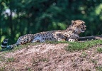 0169-all-weather zoo munster-gepard