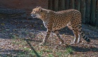 0172-all-weather zoo munster-gepard