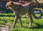 0205-all-weather zoo munster-gepard