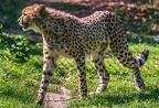 0208-all-weather zoo munster-gepard