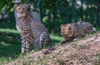 0213-all-weather zoo munster-gepard