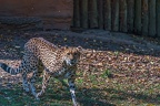 0222-all-weather zoo munster-gepard