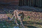 0223-all-weather zoo munster-gepard