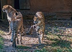 0235-all-weather zoo munster-gepard